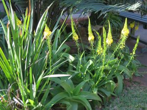 INDIGENOUS-GARDEN-300x225